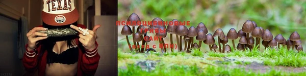 ПСИЛОЦИБИНОВЫЕ ГРИБЫ Алзамай